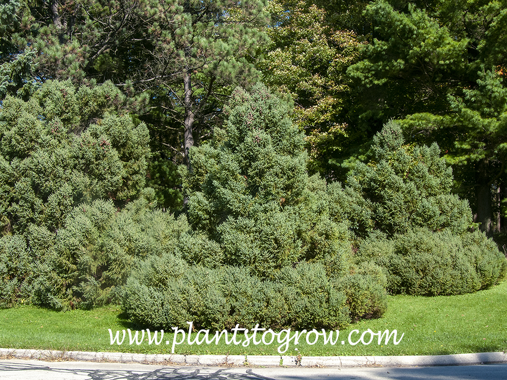 Doumetii Black Spruce (Picea mariana 'Doumetii')
Images of some mature plants.